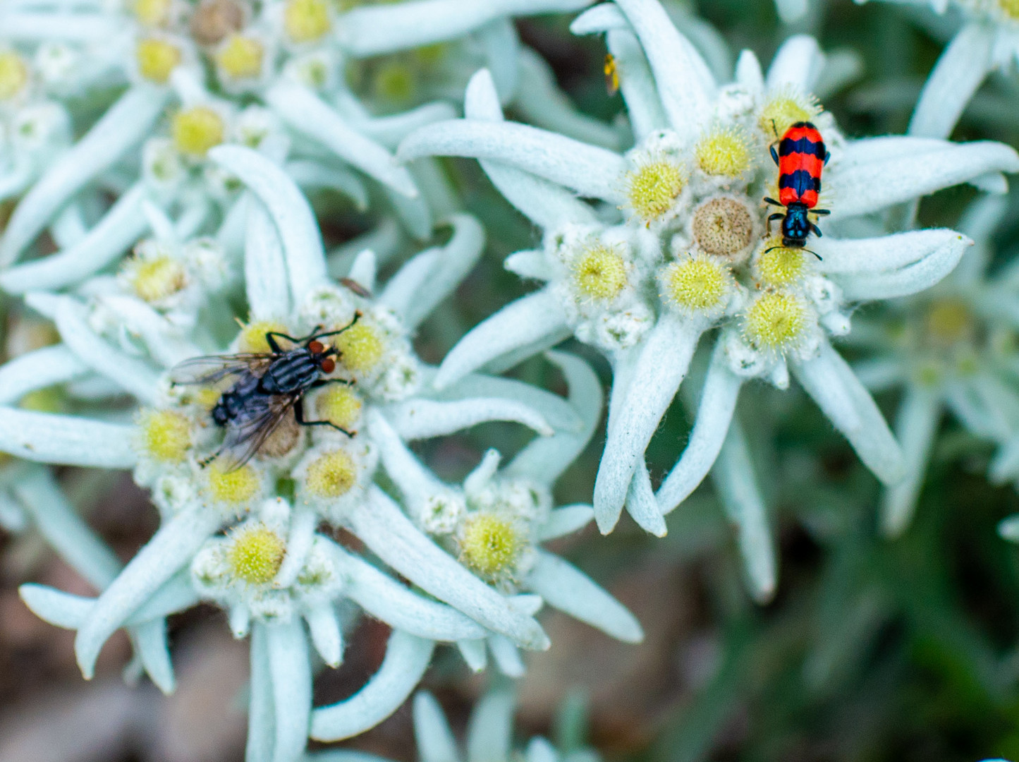 Edelweis mit Besucher