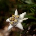 Edelweiss