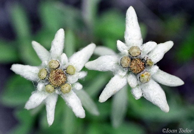 Edelweiss