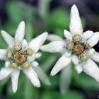 Edelweiss