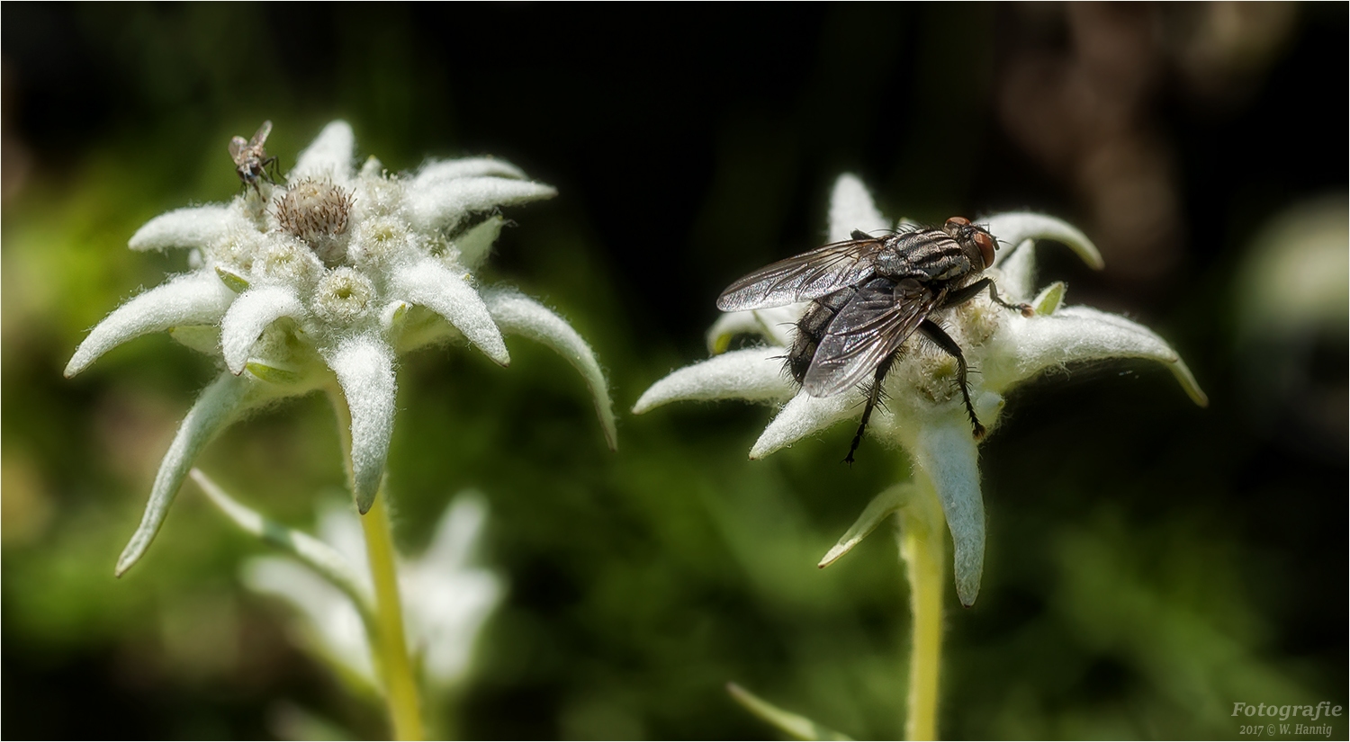 Edelweiss