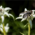 Edelweiss