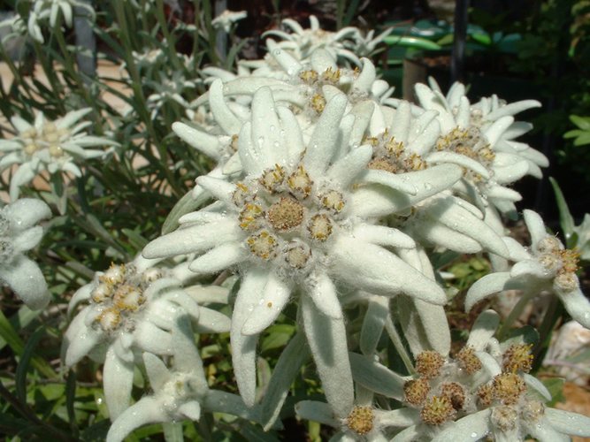 Edelweiss