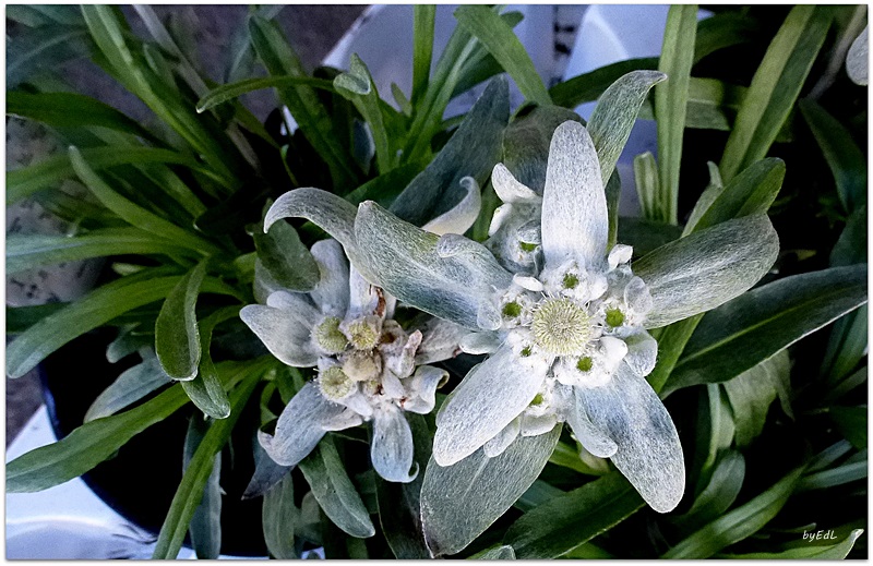 Edelweiss....