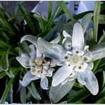 Edelweiss....