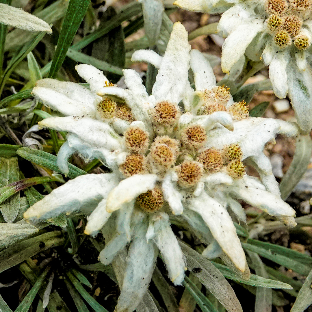 Edelweiss