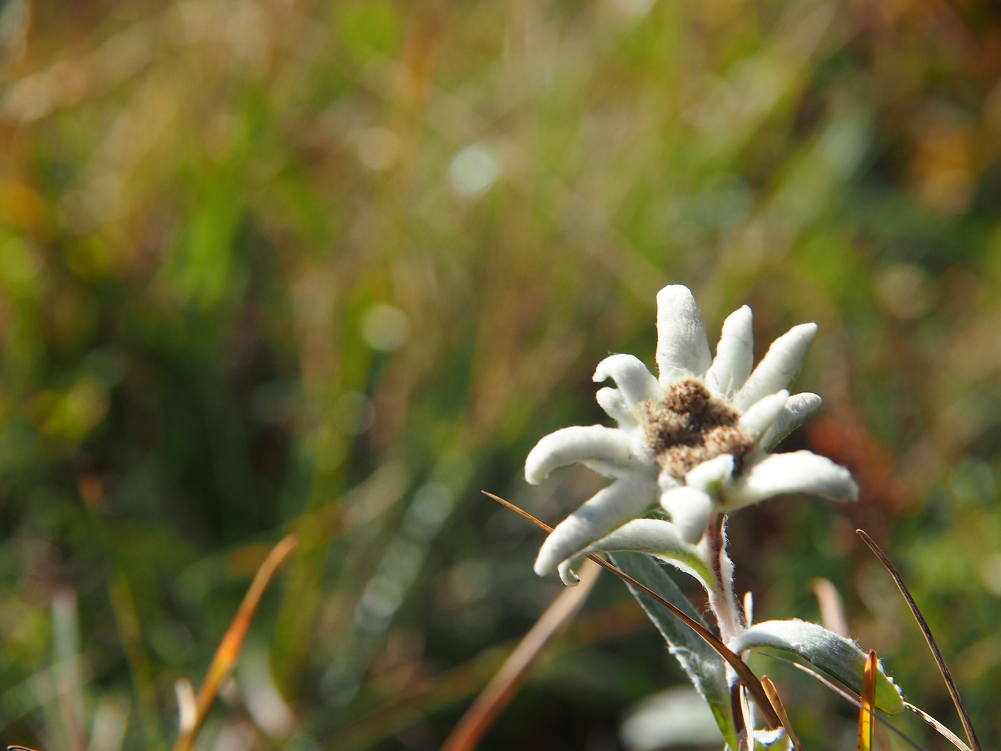 Edelweiss