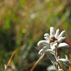 Edelweiss