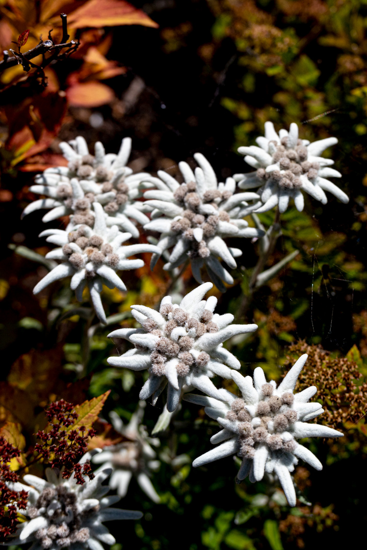 Edelweiss