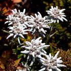 Edelweiss