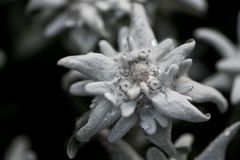 Edelweiss