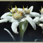 Edelweiss