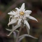 " Edelweiss "