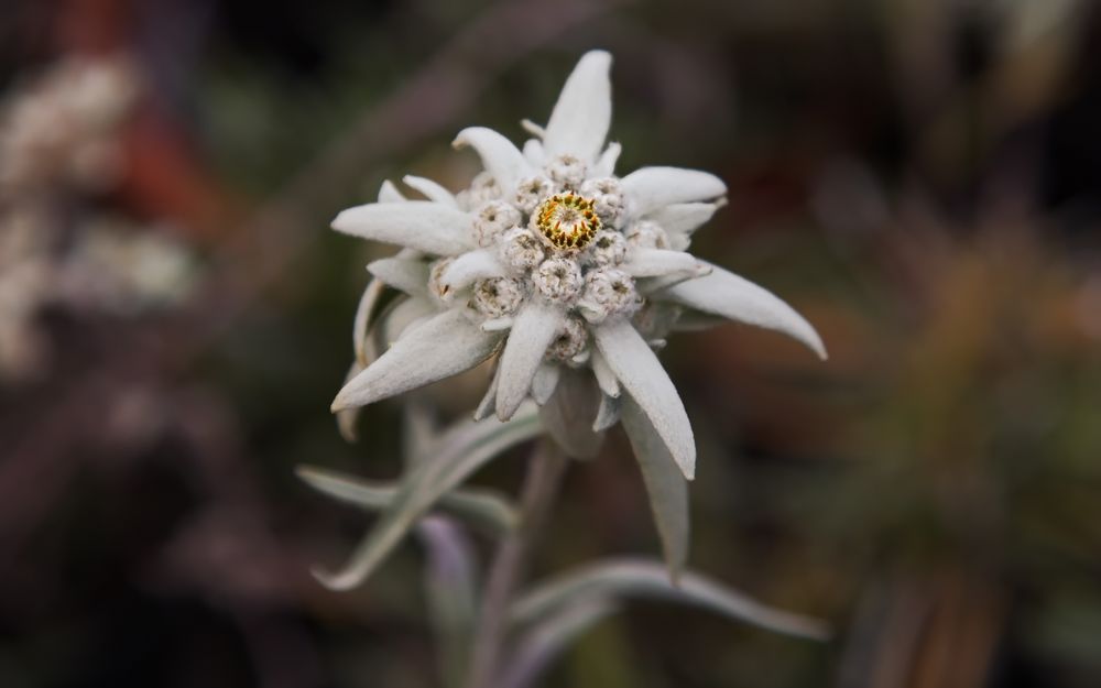 " Edelweiss "