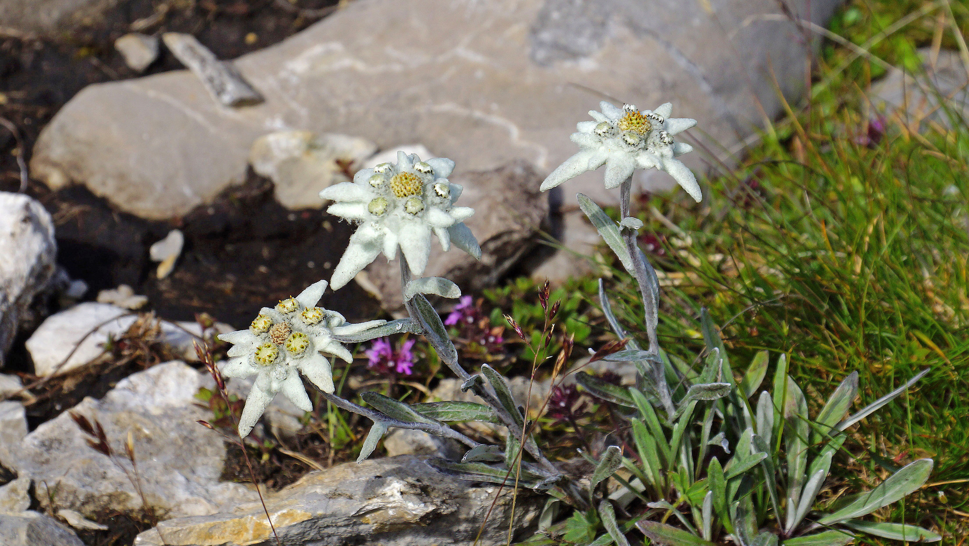 Edelweiss