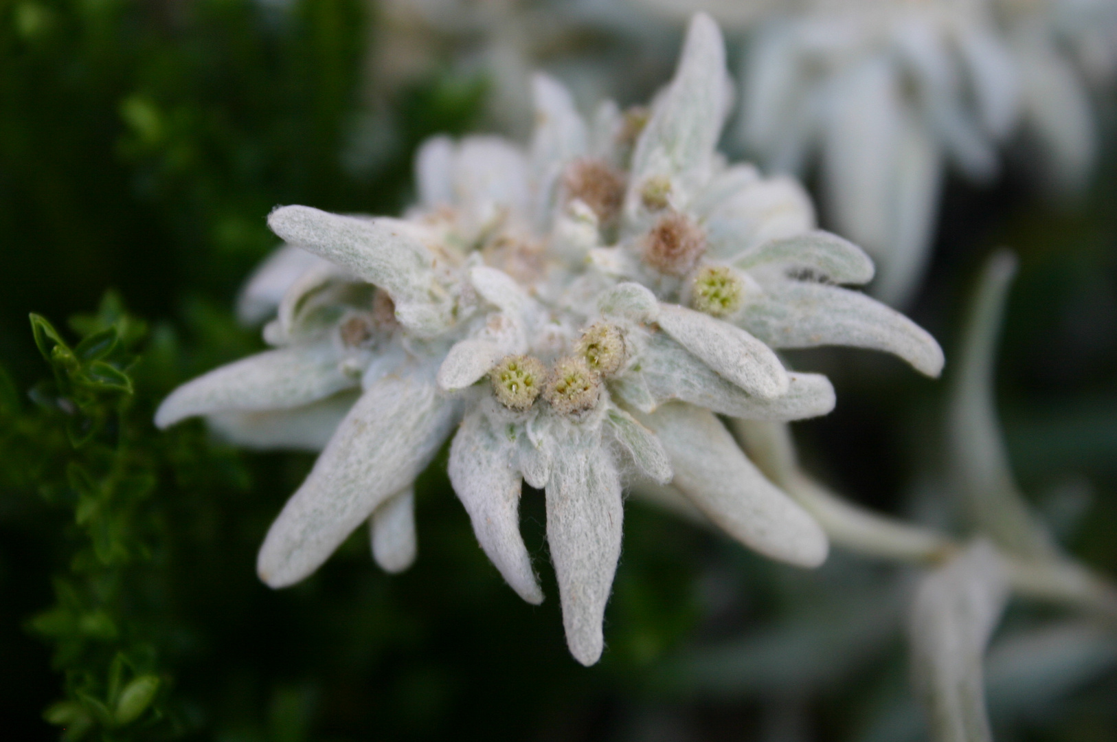 Edelweiss