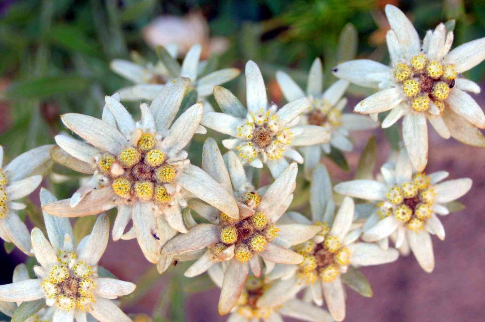 edelweiss