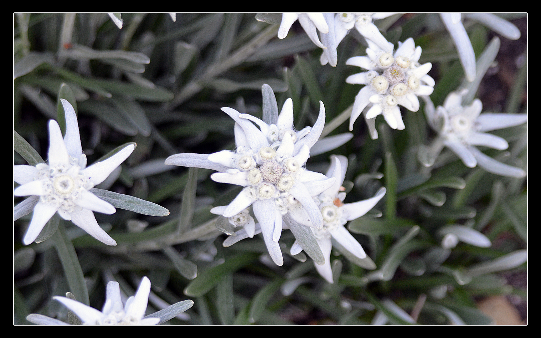 Edelweiss Foto & Bild pflanzen, pilze & flechten, blumen, natur