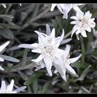 Edelweiss