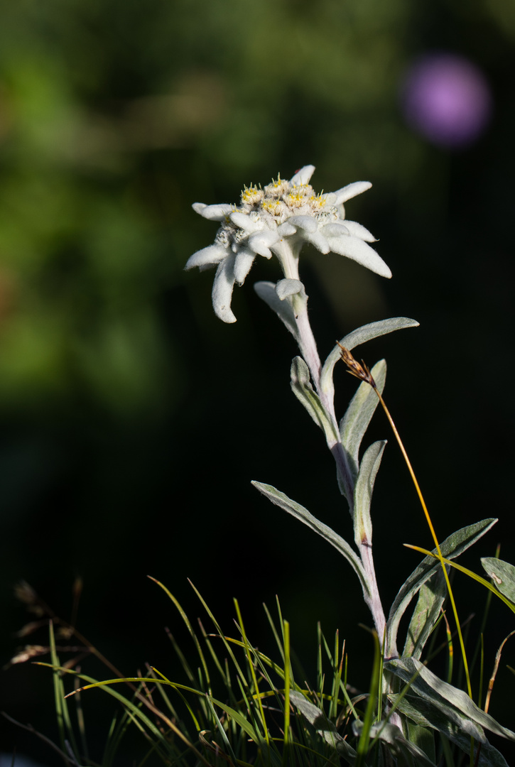 Edelweiss