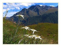 Edelweiss -2-