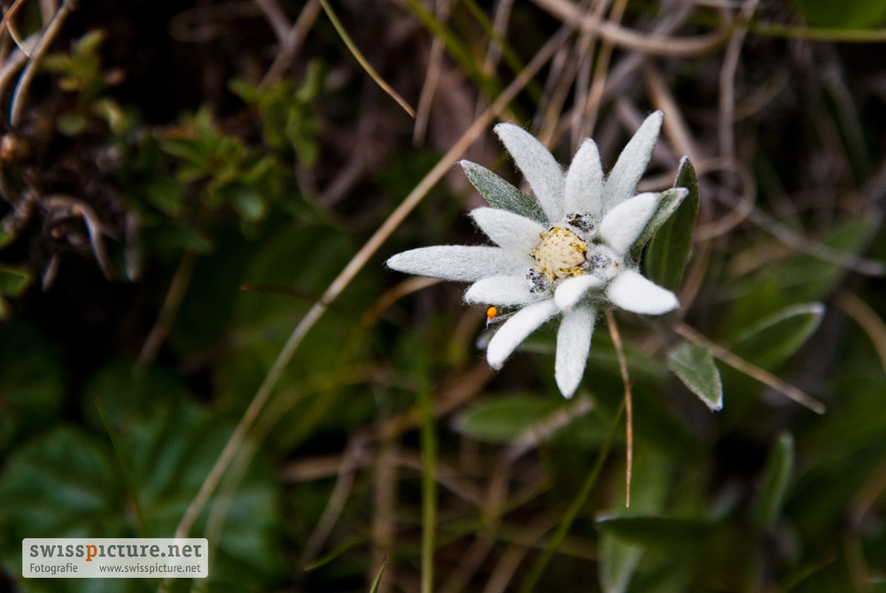 Edelweiss (2)