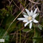 Edelweiss (2)