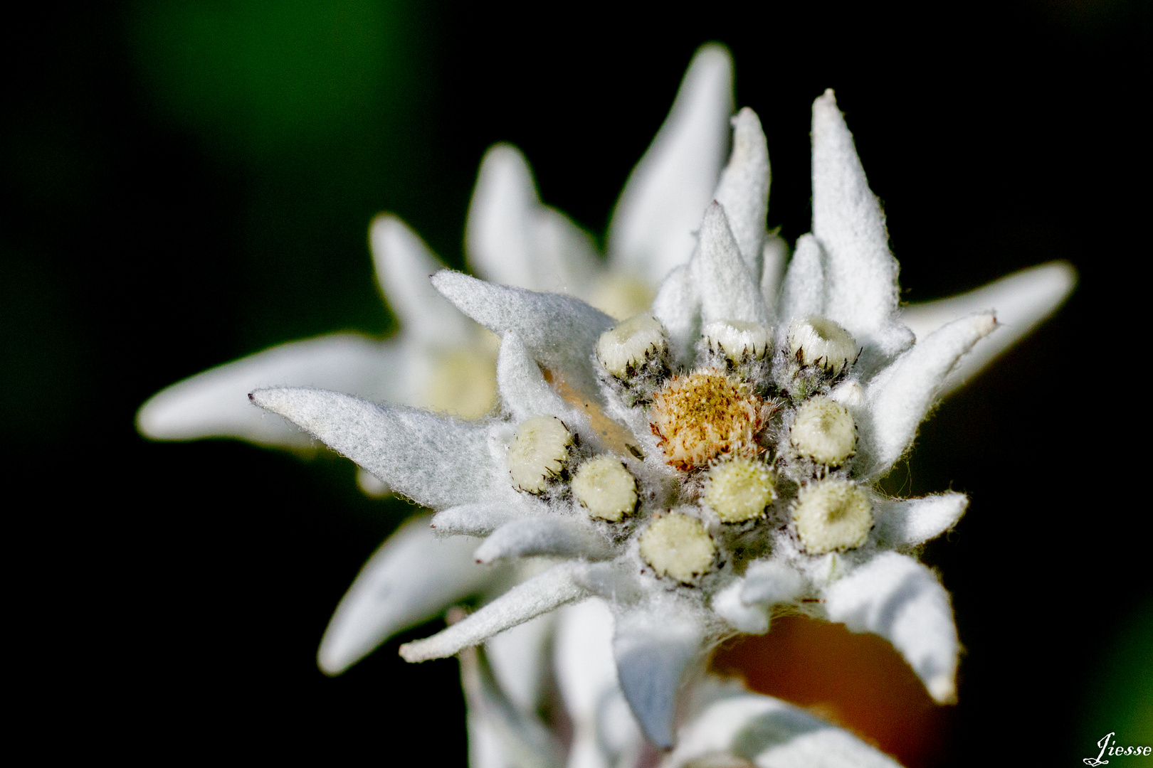 edelweiss 2