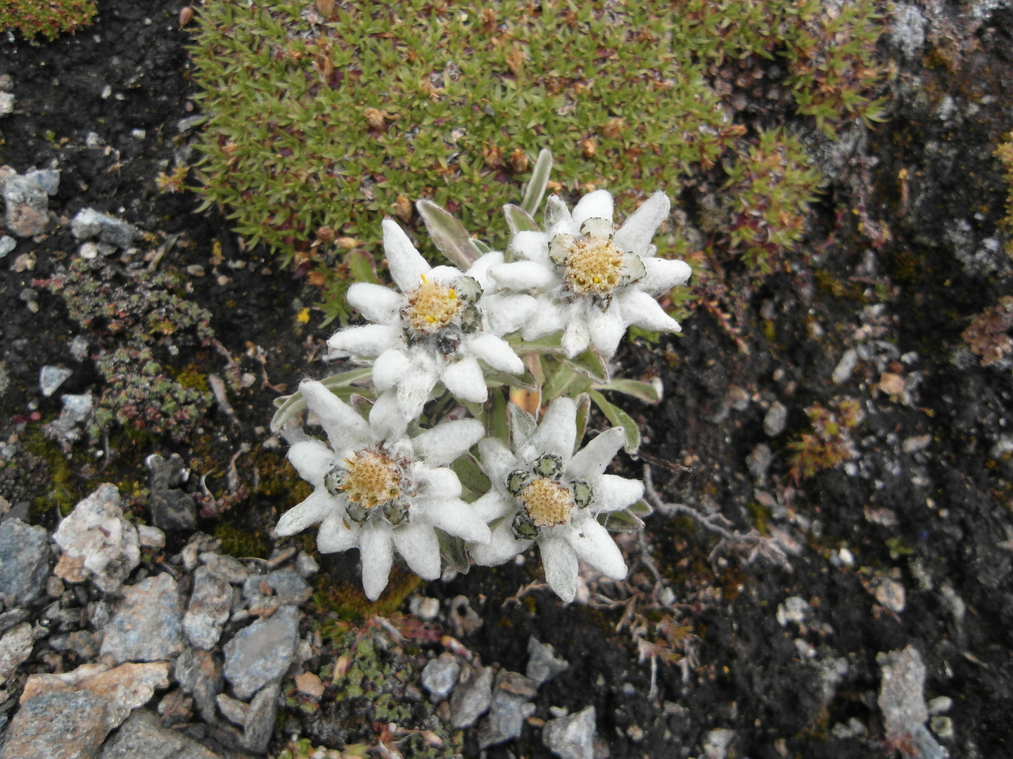 Edelweiss