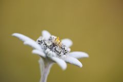 Edelweiss