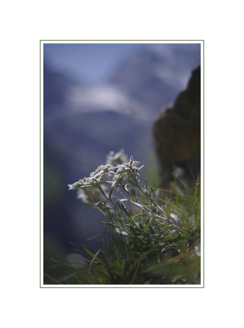 Edelweiss