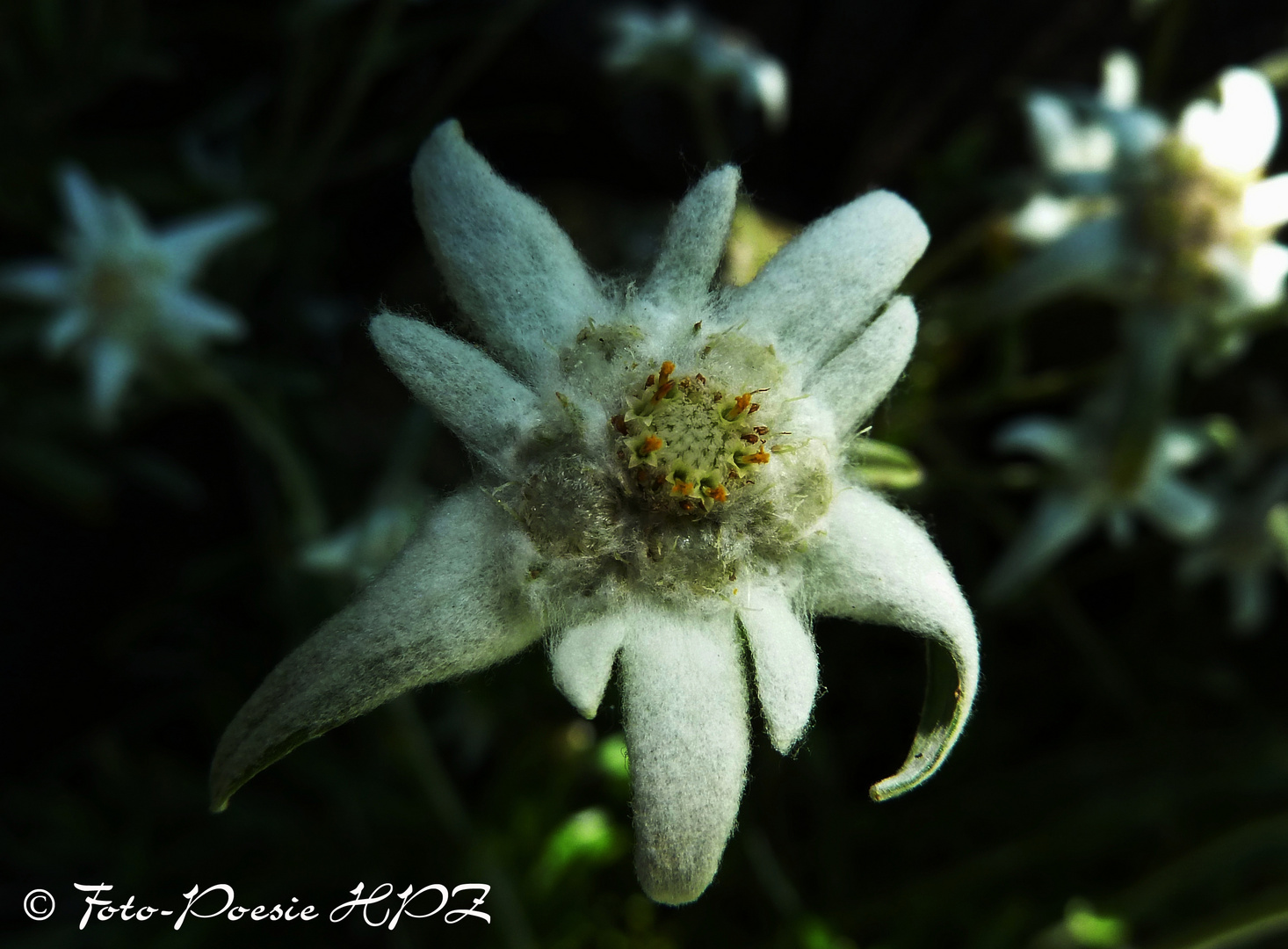 Edelweiss