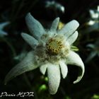 Edelweiss