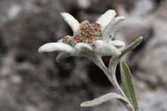 Edelweiss