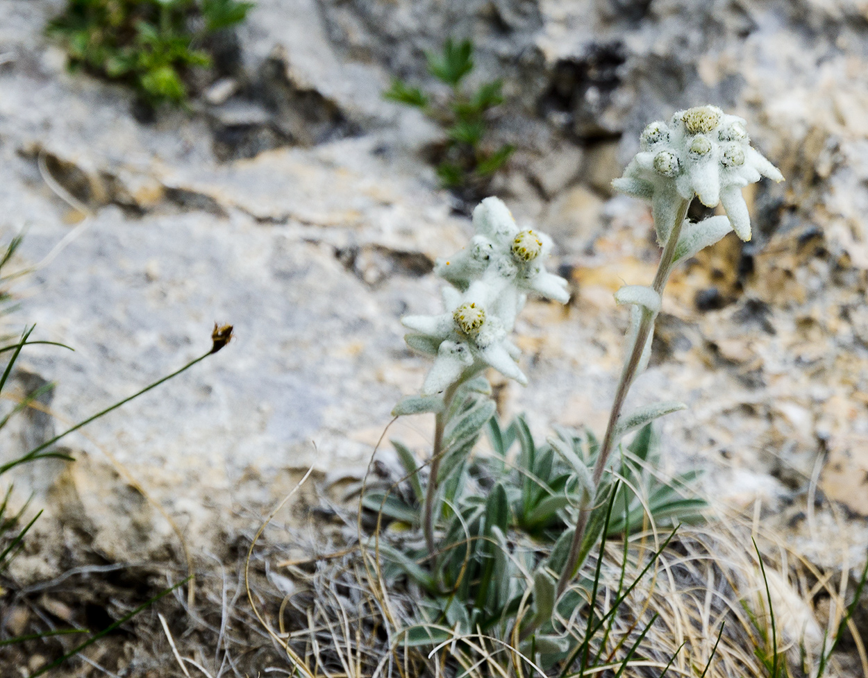 Edelweiss