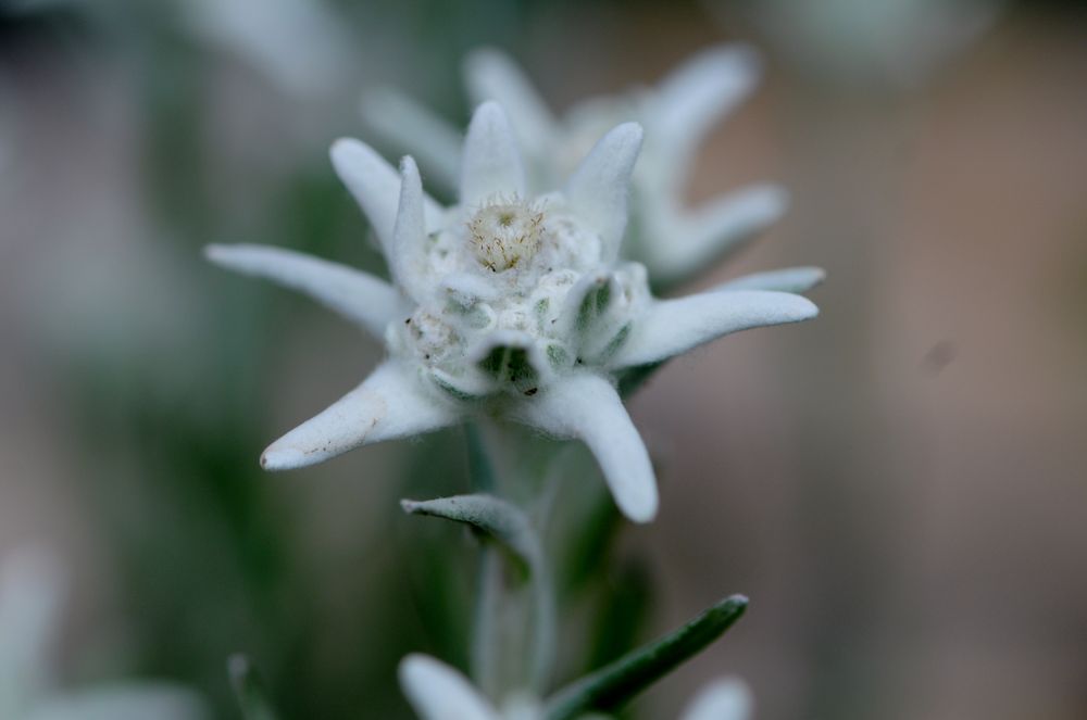 Edelweiss