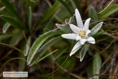 Edelweiss (3)