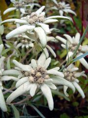 Edelweiss