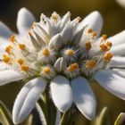 Edelweiss