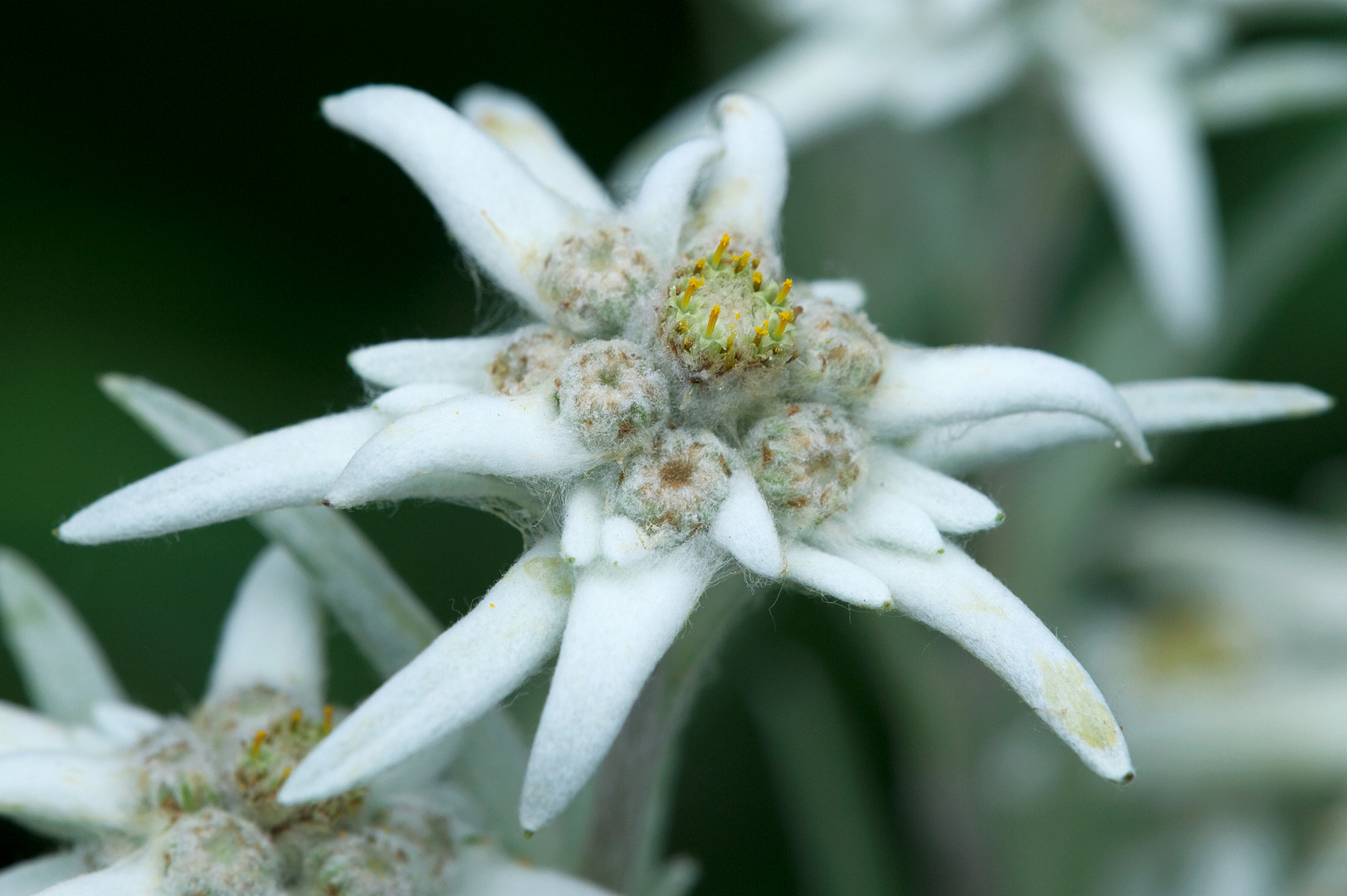 edelweiss