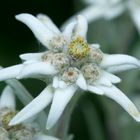 edelweiss