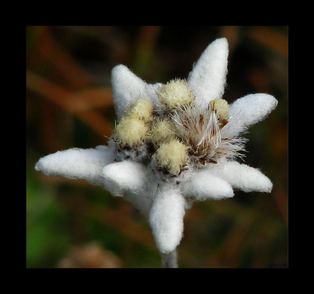 Edelweiss