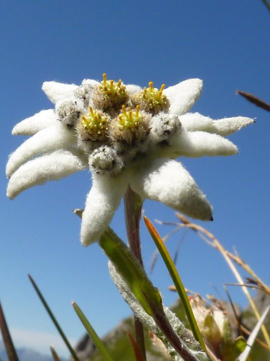 EDELWEISS