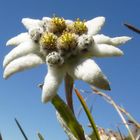 EDELWEISS