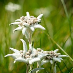 Edelweiss