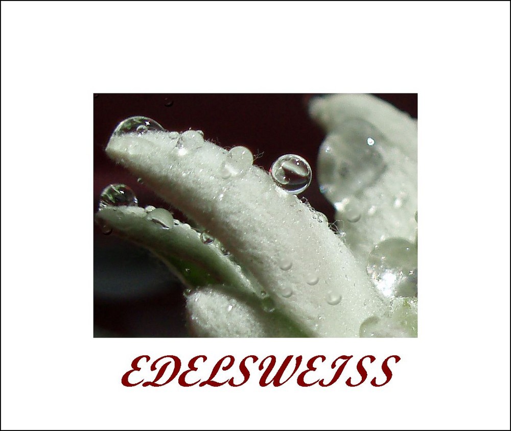 Edelweiss