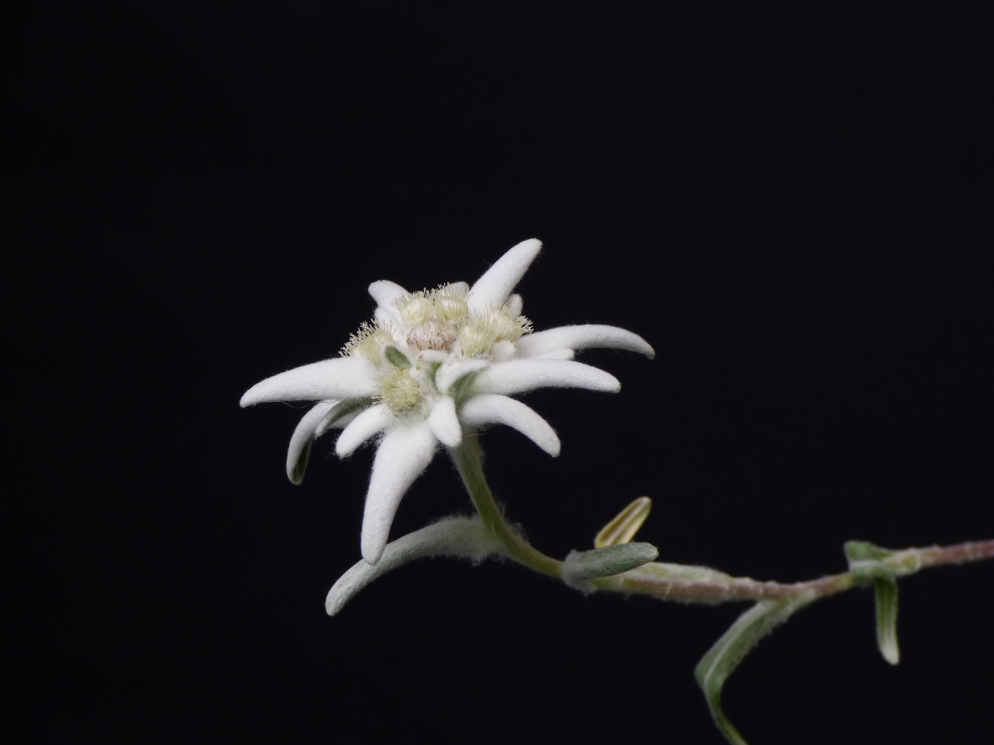 Edelweiss