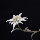 Edelweiss