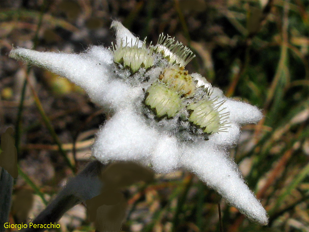 Edelweiss