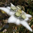 Edelweiss